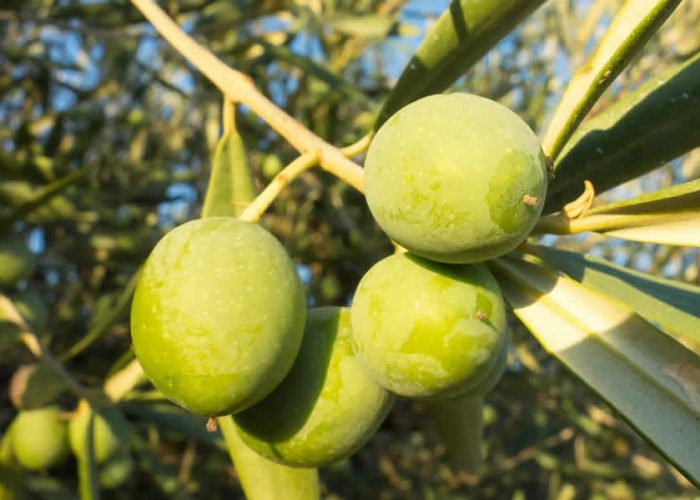 Poder antioxidante aceituna andaluza